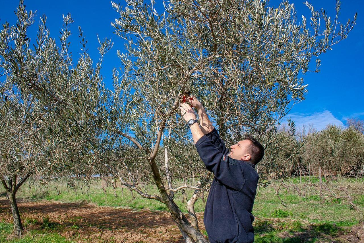 Rooms Agroturizam Romano Buje Eksteriør bilde
